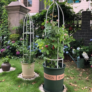 藤本爬藤植物盆栽灯笼花蔓性风铃花室内庭院四季开花观花花架支架