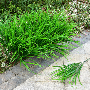 仿真绿草小秧苗麦苗塑料假青草水草兰花草栅栏隔断装饰把束塑料草