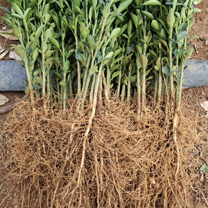 大叶枳壳苗枳橙苗枳橙实生苗积橙小苗大叶枳壳芽苗柑桔嫁接砧木苗