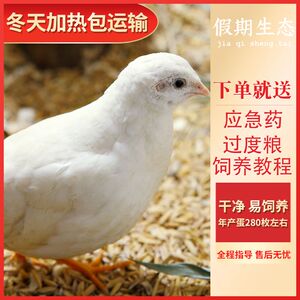 芦丁德国进口宠物鸡变异观赏鹌鹑活体迷你宠物包下蛋观赏鸟活白色