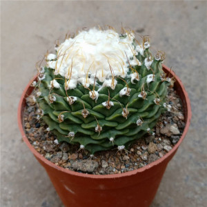 精品仙人球【帝冠】四大明球之一 易养美观 防辐射 桌面植物盆栽