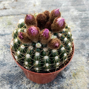 多肉植物 眩美玉 实生仙人球 室内 防辐射 桌面易养美观绿植盆栽