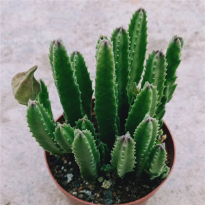 多肉植物 大花角 美观易养 开大花 精美桌面植物盆栽 防辐射