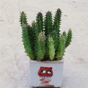 多肉植物 犀牛角 开花美观易养 室内防辐射 吸甲醛  精美桌面盆栽