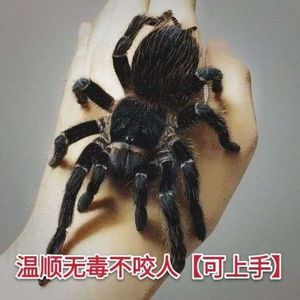 巴西所罗门食鸟蛛