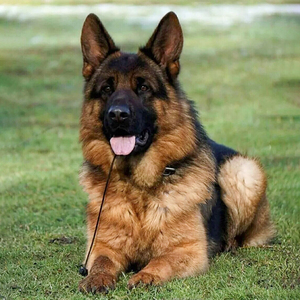 德国牧羊犬警犬黑背巨型小狼狗幼崽幼犬家养纯种德牧军犬大型活体