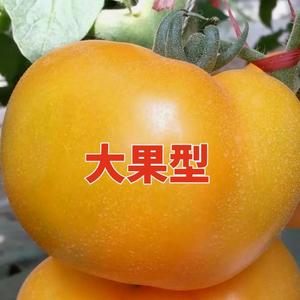 【48小时发货】黄色大西红柿种子沙瓤大黄柿子种子老品种西红柿阳