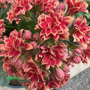 婉婉的花园长寿花盆栽重瓣大花苗带花苞进口稀有新品种复色热情