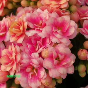 孔雀锦缎长寿花