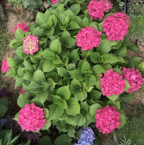 大花绣球花含羞叶母本大苗 阳台盆栽花卉庭院花园实拍品种保证