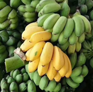 广西香蕉新鲜小米蕉孕妇水果生青香蕉自然熟粉糯香甜带箱9斤包邮