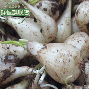 野生大教头无叶去根5斤装包邮藠头新鲜茭头农家自种鲜生荞头叫头