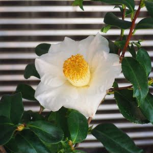 稀有名贵日本鱼尾叶椿山茶花盆栽树苗四季耐寒椿花苗室内花卉植物