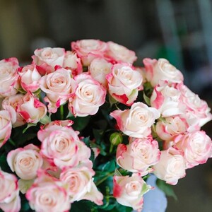 折射泡泡肯尼亚多头玫瑰花苗四季阳台庭院小花多头月季花卉植物