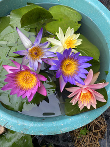 睡莲带花苞发货碗莲适合水养的花水缸里养的植物池塘庭院植物四季