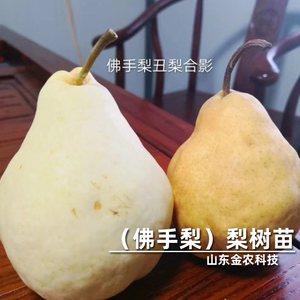 嫁接佛手梨树苗晚熟丑梨特大脆甜盆栽庭院地栽抗寒梨苗当年结果
