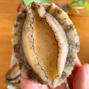 福建鲍鱼新鲜冷冻食品半壳鲍八成熟蒜蓉粉丝鲍去内脏餐厅商用十头