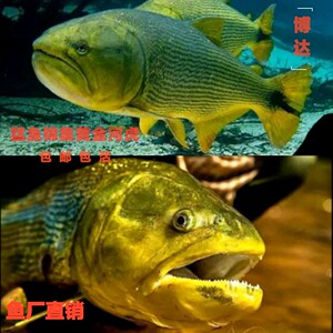 有何不可59046342淘宝黄金河虎鱼河虎鱼巴西红尾河虎鱼龙鱼配鱼猛鱼