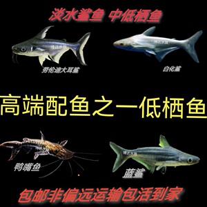 鲨鱼观赏淡水鲨蓝鲨大白化鲨劳伦迪大耳鲨鱼中低栖鱼凶猛大型鱼