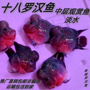 罗汉活鱼苗元宝罗汉鱼十八罗汉麒麟鹦鹉鱼大型淡水财神鱼招财鱼