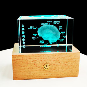 大脑模型水晶内雕 人体器官摆件 骨骼心脏 疫情医生纪念礼品定制
