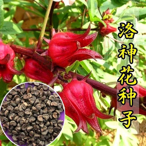 红桃k种子洛神花籽泡酒种玫瑰茄补血蔬菜种子养颜花果茶四季食用