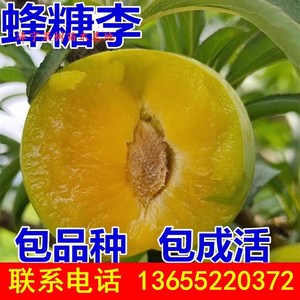 蜂糖李子树苗南北方种植嫁接四川早熟脱骨红心西梅冰糖甜李子树苗