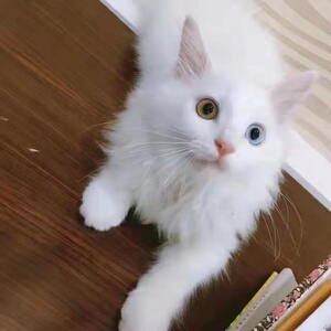 当当宠物客服淘宝纯白山东狮子猫幼猫仙女猫异瞳狮子