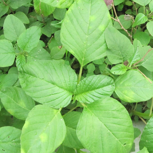 【白麦菜】白麦菜品牌,价格 - 阿里巴巴