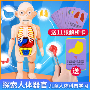 可拆卸拼装人体器官结构模型儿童玩具3d仿真医学解剖内脏早教教具