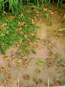 青蛙宠物青蛙蝌蚪田鸡活物青蛙活物宠物活体小动物2斤起包邮