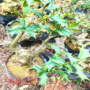 枸骨盆景老鼠刺鸟不栖老虎刺狗骨盆栽阳台楼顶庭院苟骨绿植易种养