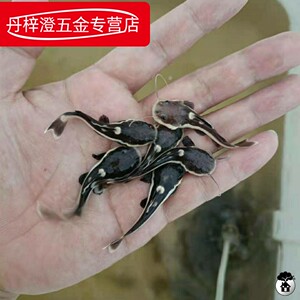 招财猫狗仔鲸红尾鲶鱼福鳄尖嘴鳄雀鳝清洁水族大型鱼热带鱼观赏鱼