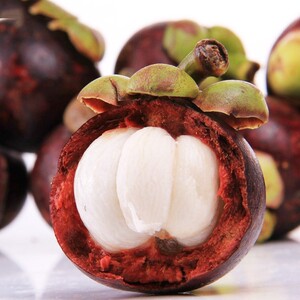 湖南山竹树苗水果苗红肉苗榴莲山竹南方种柿子树杨梅牡丹