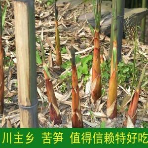 苦竹 苦笋 水竹 竹苗 竹苗混发 马蹄笋方竹雷竹庭院竹 绿化竹