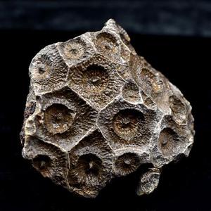 单体珊瑚玉化石