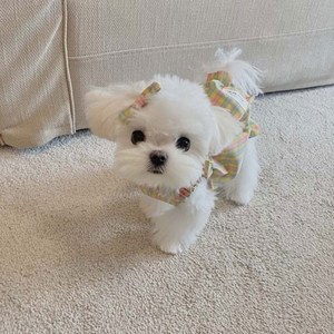 无偿领养纯种马尔济斯幼犬白色公主犬马尔济斯犬活体小型宠物活物