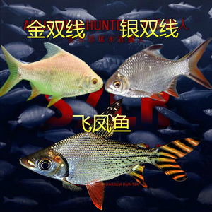 【双线侧观赏鱼】双线侧观赏鱼品牌,价格 - 阿里巴巴