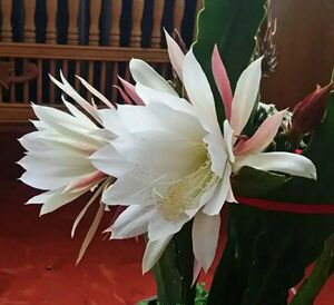 令箭荷花白香妃花卉绿植阳台书房脱盆带少量土发货