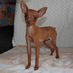 纯种小鹿犬活体幼犬迷你笃宾犬宠物狗小型犬铁包金陪伴犬小狗小鹿
