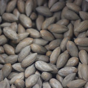 西垣香榧东阳特产