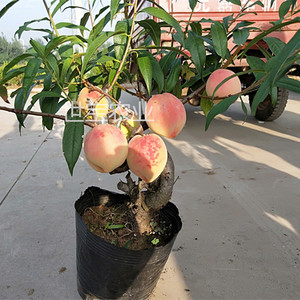 观赏盆栽桃花卉 红色寿星桃苗 长寿桃 盆栽矮化桃树苗中华寿桃苗