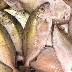 【4斤大条娘艾鱼泥猛鱼】新鲜冷冻海鲜野生鲜活去鳃去内脏深海鱼