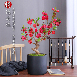 桃花盆栽带花苞重瓣寿星桃树观赏老桩盆景室内外庭院植物春天开花