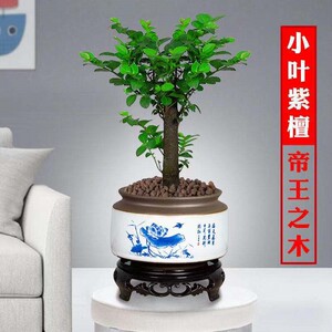 小叶紫檀盆景树桩植物老桩盆栽客厅桌面室内绿植树苗四季常青好养