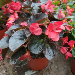 四季海棠花盆栽大苗大花大叶小花玻璃翠四季花卉室内庭院阳台