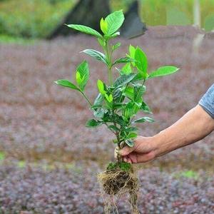 栀子花树苗大叶栀子花苗浓香型栀子花苗小叶栀子花栀子花苗球苗