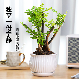 小叶紫檀盆景树桩植物老桩盆栽客厅桌面室内绿植树苗四季常青好养