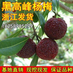 台湾黑高峰杨梅苖 东魁杨梅早熟杨梅 嫁接大果黑杨梅树苖当年结果