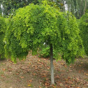 国槐树苗垂槐树雨伞树庭院绿化植物龙爪国槐苗槐垂枝槐嫁接龙抓槐